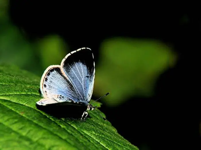 Skovblåfugl